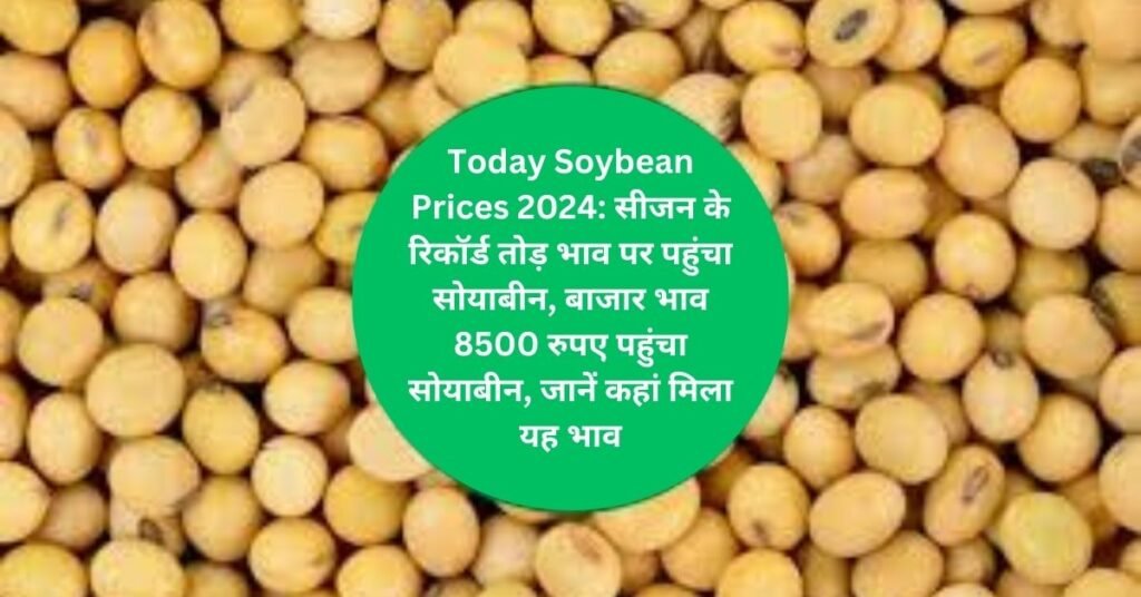 Today Soybean Prices 2024